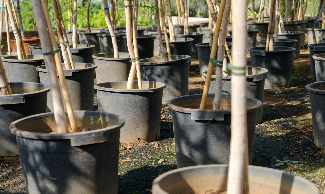 Growth characteristics