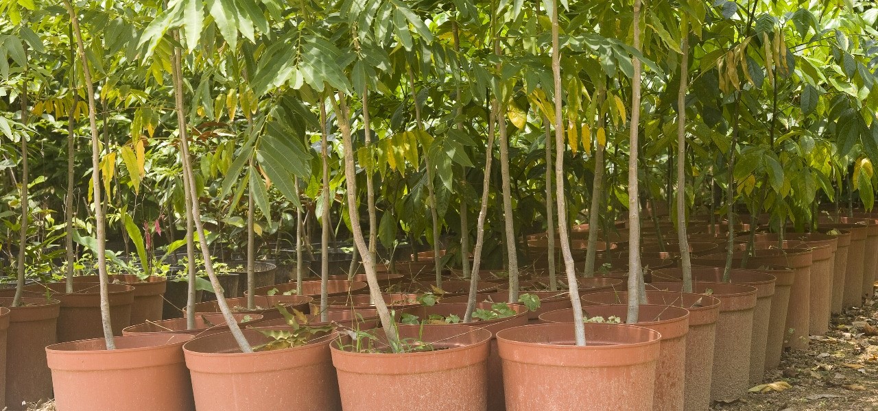 benefits-of-advanced-tree-care-01