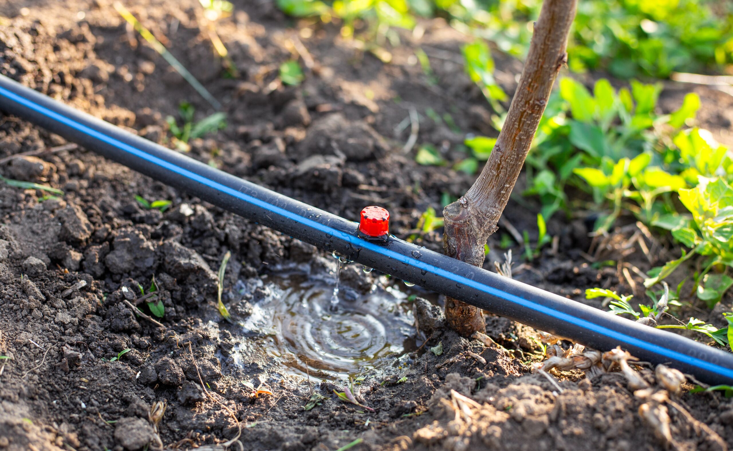 Integrated watering management