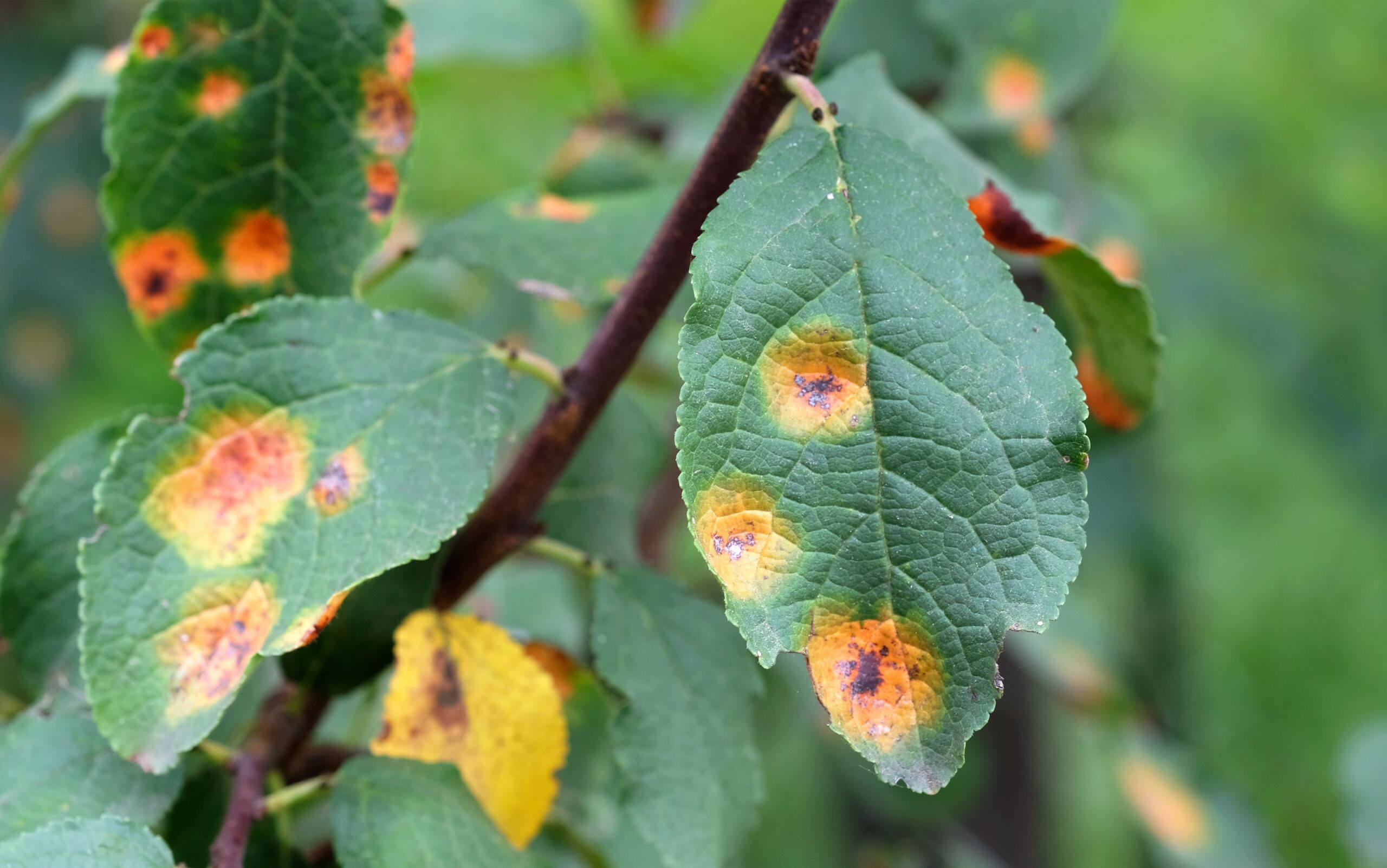 Pest and disease management