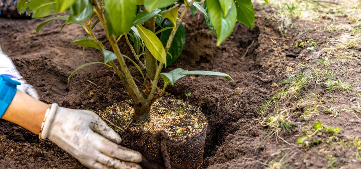 soil-conditioning-and-planting-slide